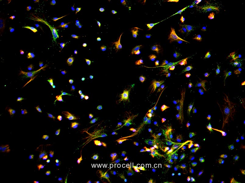 小鼠腹膜间皮细胞