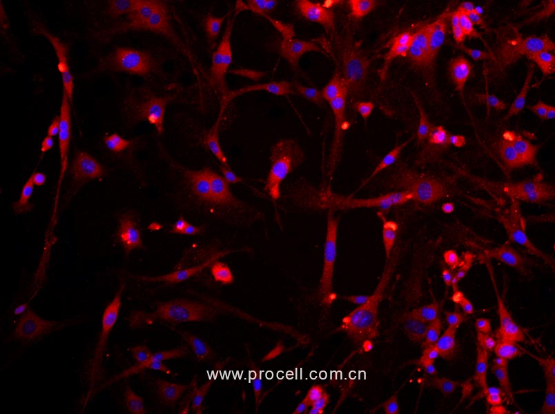 小鼠脊髓神经元细胞