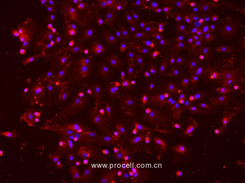 大鼠肝实质细胞