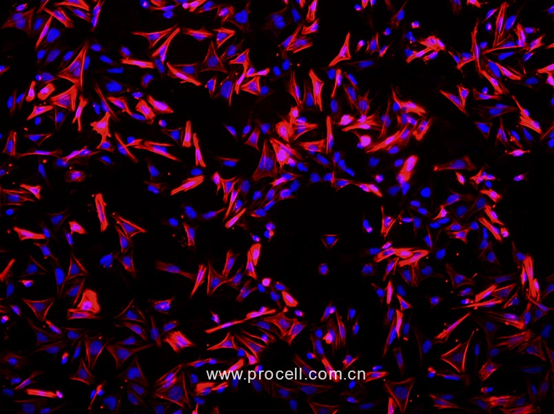 大鼠小肠平滑肌细胞