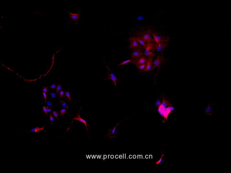 大鼠子宫内膜上皮细胞