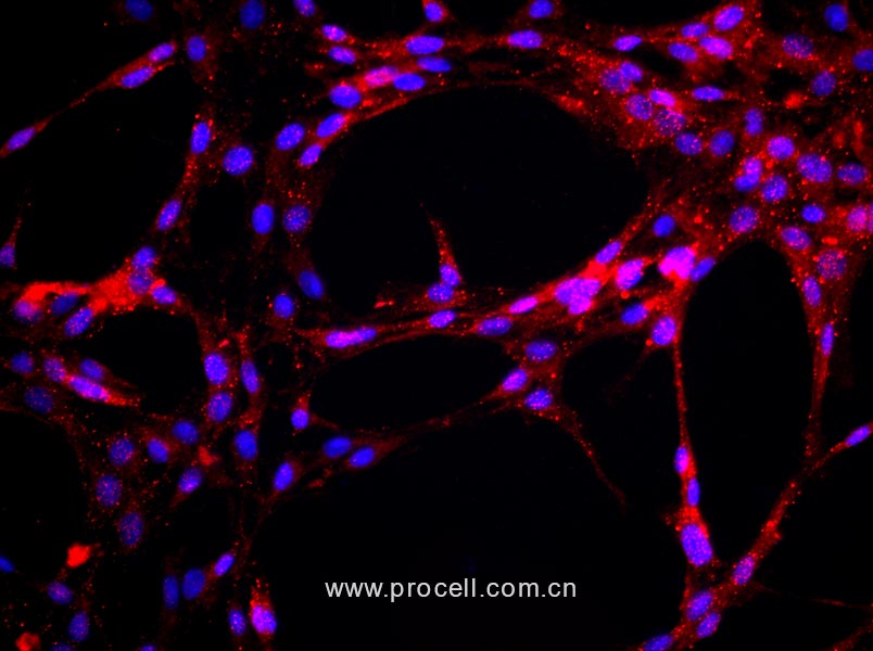 大鼠主动脉内皮细胞