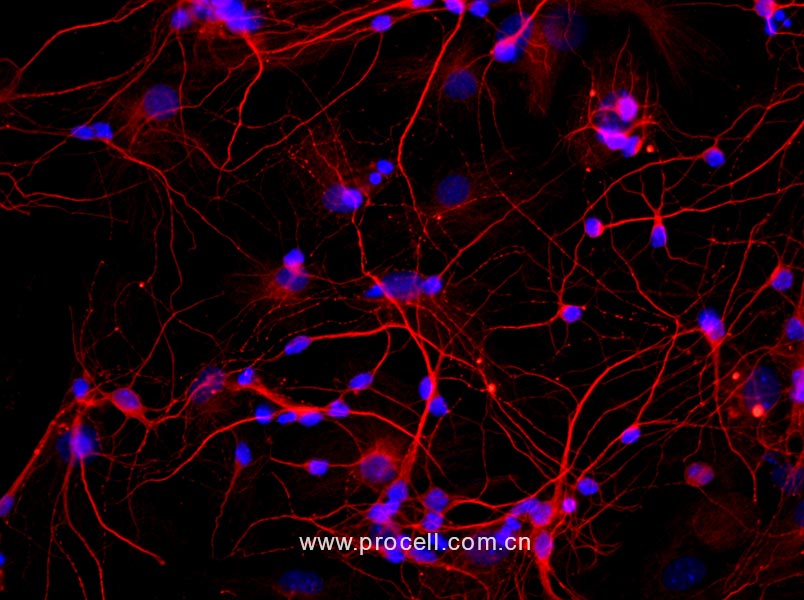 大鼠海马神经元细胞