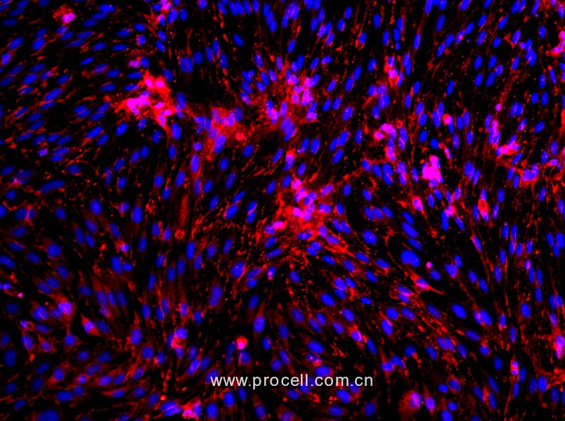 大鼠脑微血管内皮细胞