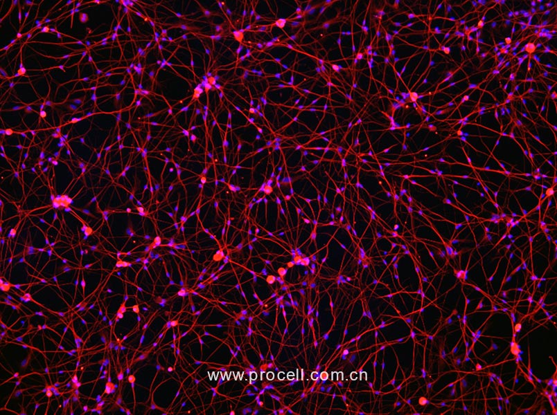 大鼠背根神经元细胞