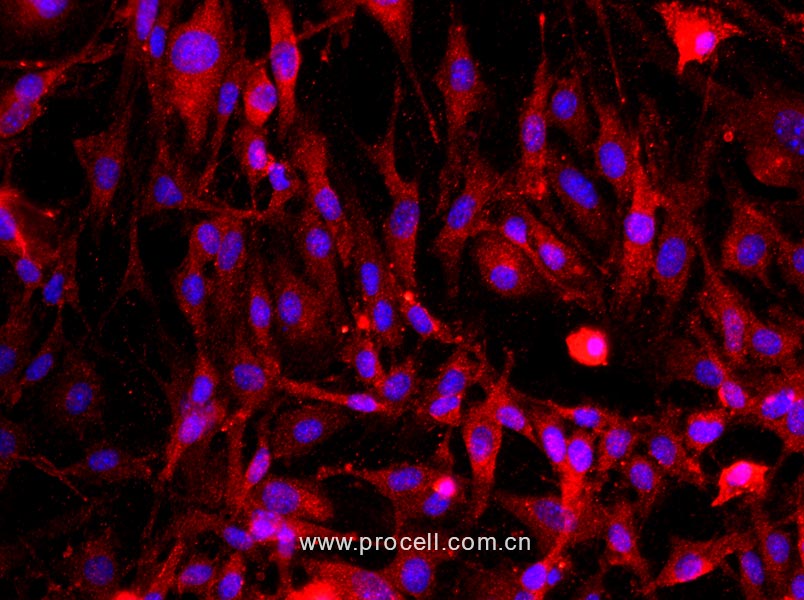 大鼠海绵体内皮细胞