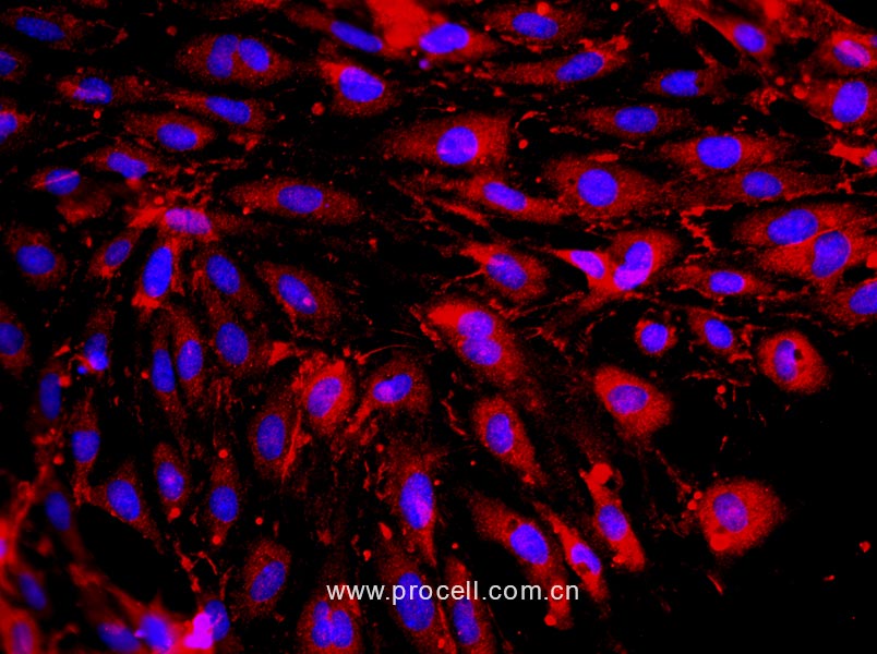 大鼠心脏微血管内皮细胞