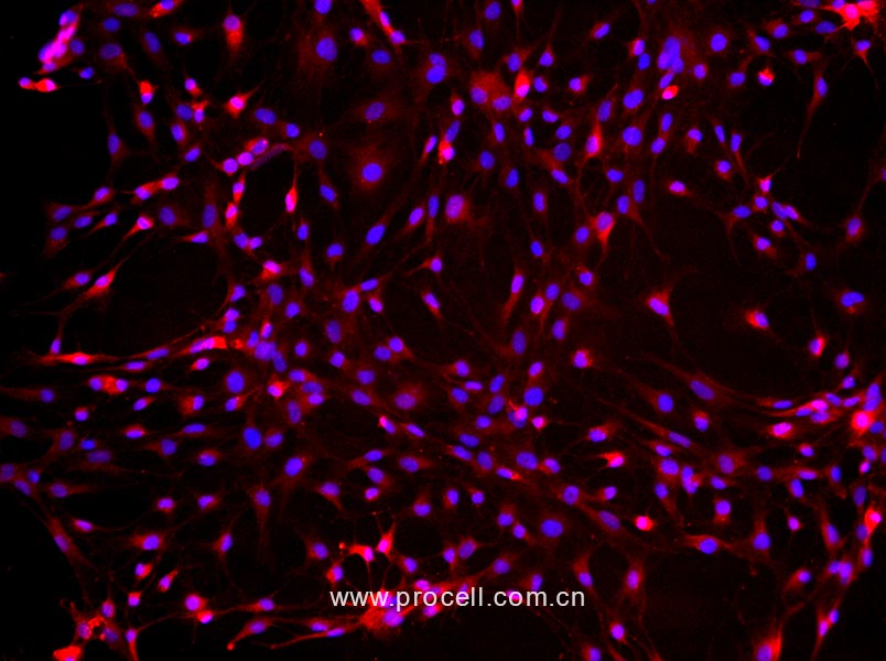大鼠脂肪干细胞