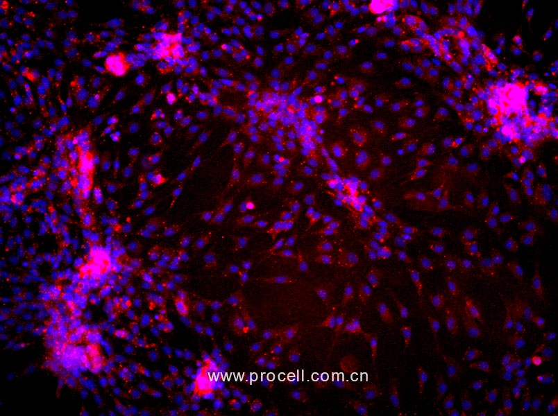 大鼠真皮微血管内皮细胞